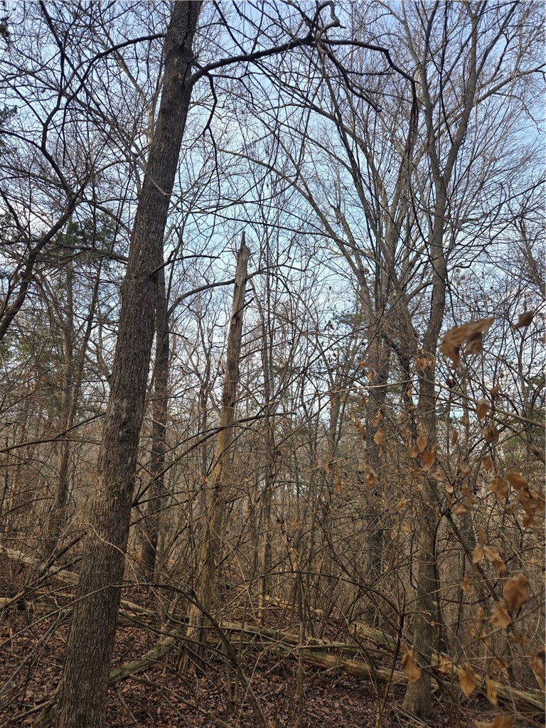 Beavorama Park Second - Land