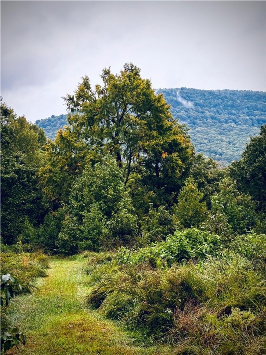 5 Acres m/l with Views & Prime Location near Jasper, AR

This beautiful 5 m/l acre parcel is tucked away in the Parthenon Valley of Newton County, offering a blend of open pasture and hardwood forest with stunning views looking up at the surrounding mountain range. Whether you’re dreaming of a cabin getaway, a permanent residence, or an investment property, this land has plenty of potential with numerous building sites to choose from.

The location is hard to beat—just a short drive to the charming town of Jasper, AR, known for its small-town hospitality, dining, and shops. Outdoor lovers will appreciate being so close to the Buffalo National River and the endless hiking trails, waterfalls, and scenic overlooks of the Ozark National Forest.

Utilities are conveniently available with electric and phone (including DSL internet) at the county road. This property provides the perfect balance of seclusion and accessibility in one of the most sought-after areas of the Ozarks.