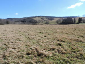 FULLY EQUIPPED WORKING CATTLE RANCH! All cattle, equipment and hay are included! Approximately 1726 acres with 3/4 mile of year round creek, numerous springs and ponds. Approximately 60 acres of bermuda grass bottom land fields. Approximately 1100 acres in pasture. Cleared land is fenced, cross fenced with water in all fields.