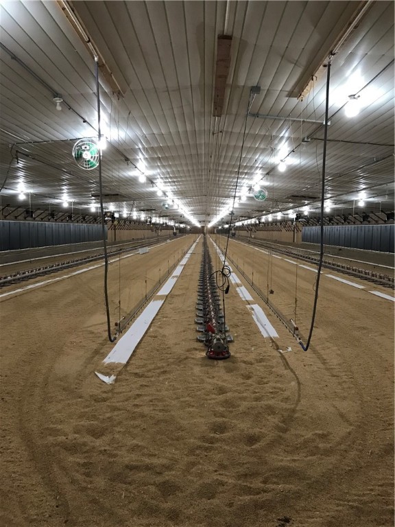 CHICKENS AND DUMPLINGS - Farm