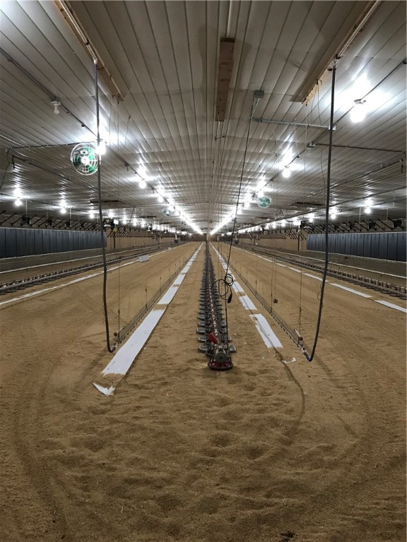 CHICKENS AND DUMPLINGS - Farm