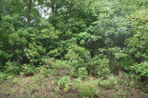 Wooded lot on paved road with water & electric available. Great building site in established neighborhood. No mobile homes allowed.