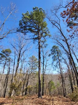 Southern Hills #Iv - Land