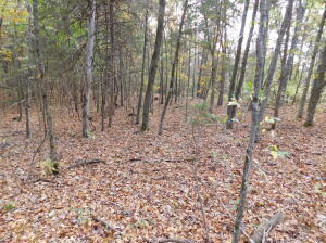 8.41 acres with great views of the surrounding mountains in beautiful Newton County in the Buffalo National River region of the Ozark Mountains of Arkansas. Perfect location being only 4 miles from Jasper with highway frontage and utilities available. Great location to build your home or rental property. Abundance of wildlife for hunting or viewing.The property is located just 3.1 miles from the Hasty Public Access and only 7.7 miles from the Carver Access of the Buffalo National River for canoeing and fishing. Located in Newton County and Heart of the Ozark Mountains. Near the Ozark National Forest which provides many recreational opportunities to include hiking, hunting, horseback riding, bike riding or ATV riding.
