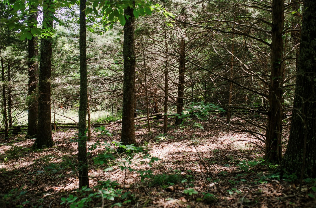238 County Road 729