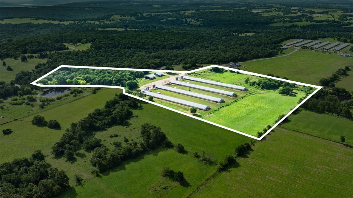 Chickens and dreams - Farm