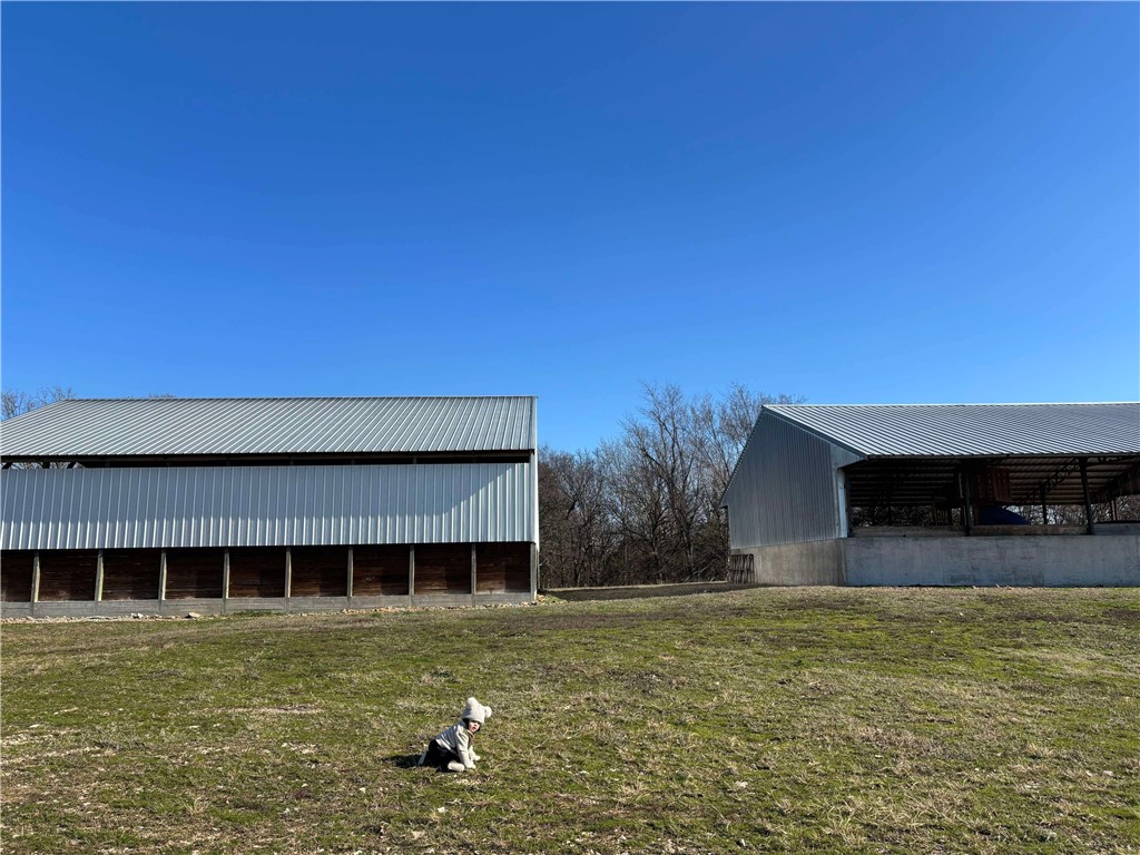 Chickens and dreams - Farm