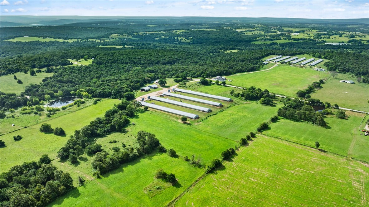 Chickens and dreams - Farm