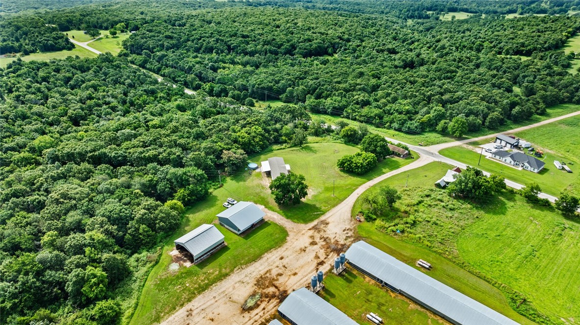 Chickens and dreams - Farm