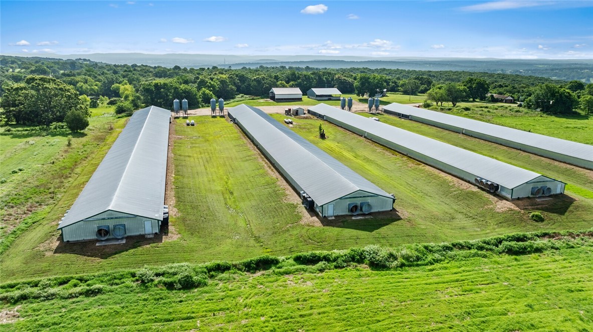 Chickens and dreams - Farm