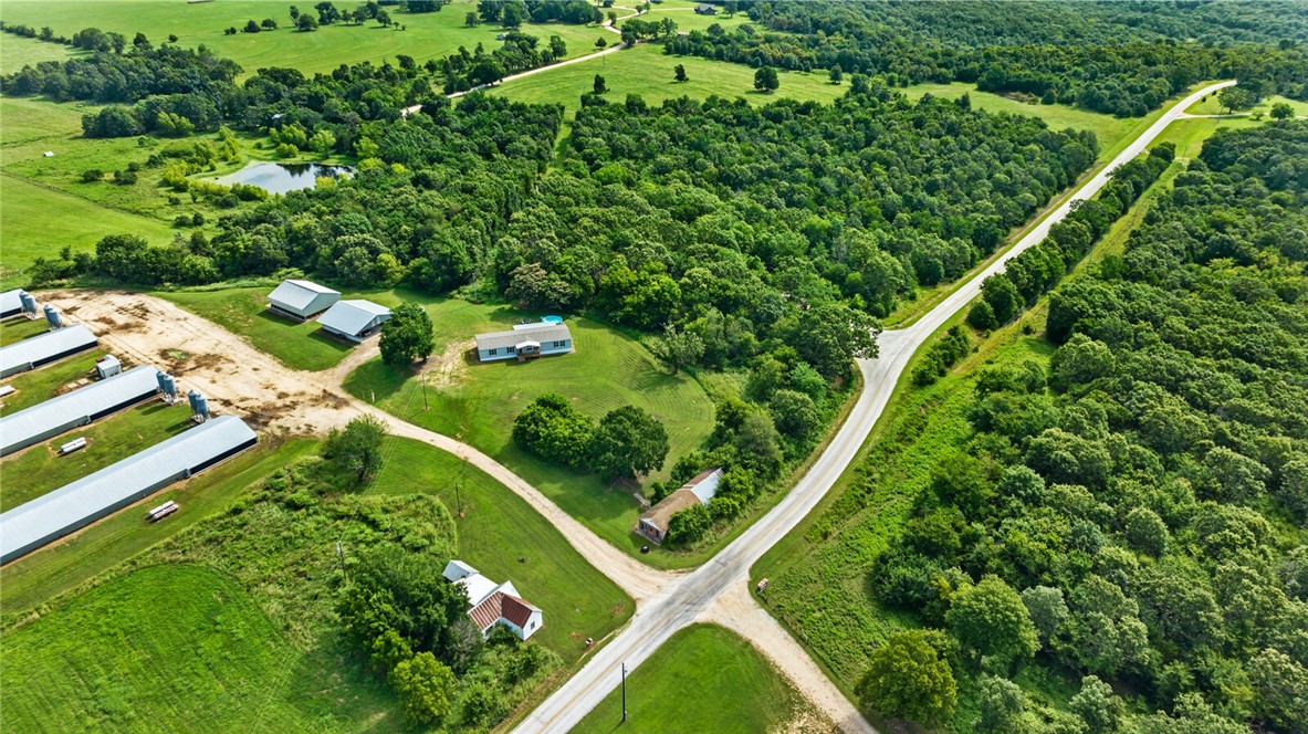 Chickens and dreams - Farm