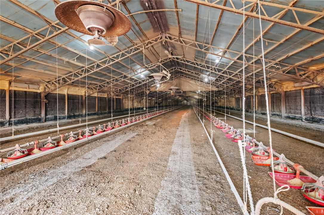 Chickens and dreams - Farm