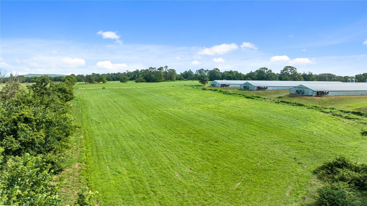 Chickens and dreams - Farm