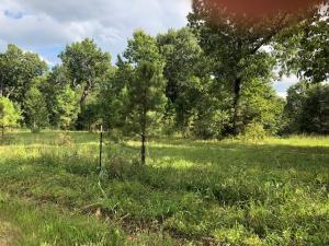 Only a few miles to Ar./Mo. State line & Harrison Ar.; also about a 15 minute drive to Big Cedar Lodge; land is level in the front is open with rolling timber in the back.