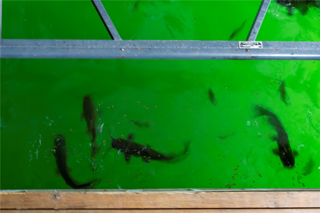 Wildflower Point Rurban - Residential