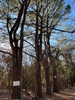 17-16-30 Fayetteville Outlots - Land