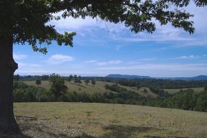 1790 ACRE RANCH JUST MINUTES FROM THE BUFFALO RIVER! Fenced & cross-fenced. Corrals & holding lots. 15 ponds & 10 yr rnd springs, yr rnd creek & one room cave. Main home is 2,200 sf 3 BR, 2 1/2 BA, 2 story brick home w/large landscaped yard. 2 mobiles. Views, bluffs, overhangs & waterfalls! Barns, sheds, & dog kennels. Some equip. incl. in sale. Bear, Deer, Elk,Turkey & more.