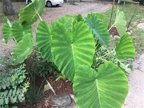 Avondale - Residential Lease