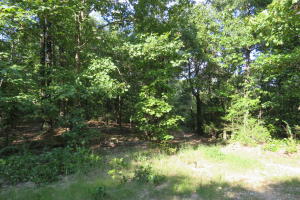 All wooded, Bergman School District, 23 wooded acres. Not far from Bull Shoals Lake.