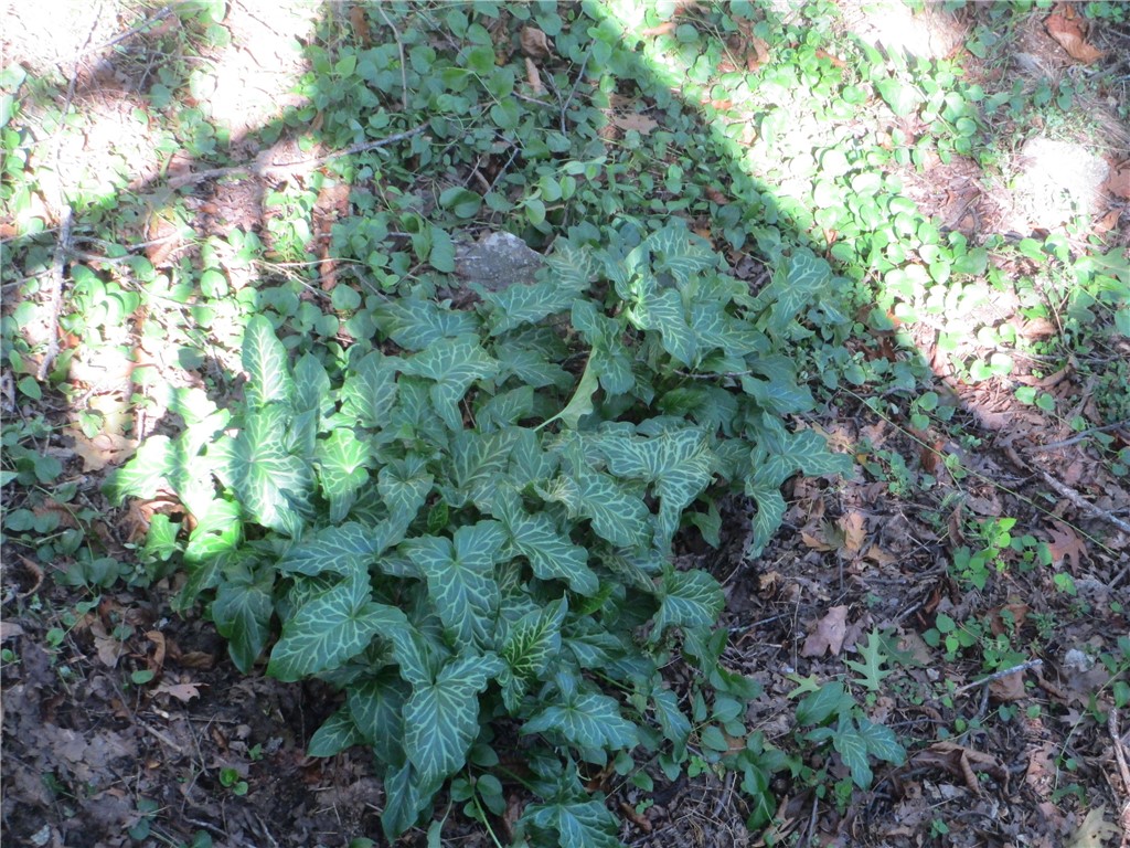 Unit 11 Holiday Island - Residential