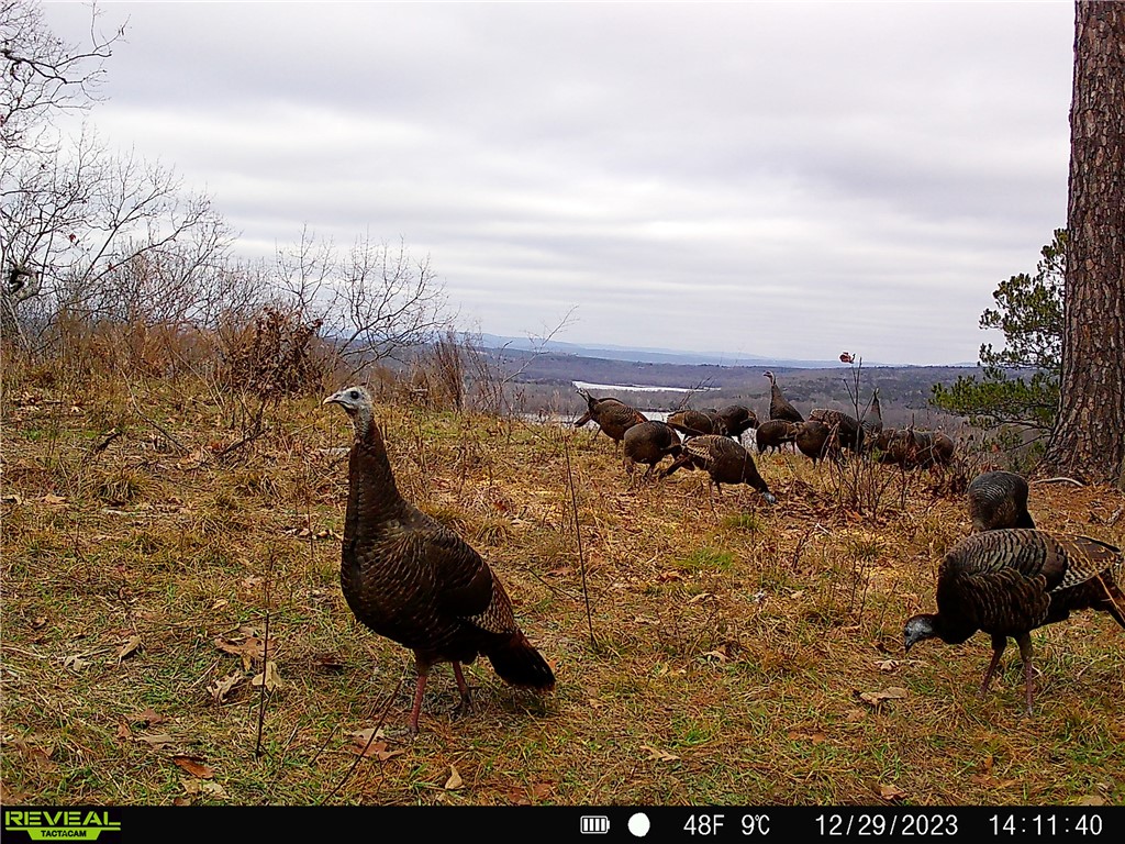 Citadel Bluff - Land