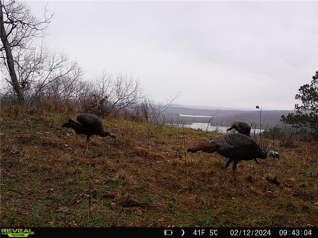 Citadel Bluff - Land