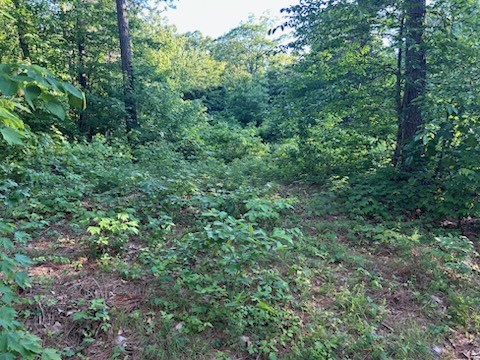 10 acres adjoins National Forest. Ideal for hunting and/or cabin site. Land is wooded, level and has timber. City water and electric at road. Restrictions: No more than two cabins/dwellings on site.