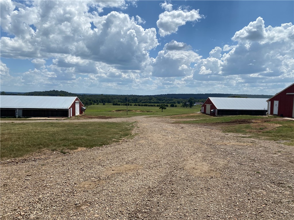 Chickens and country - Farm