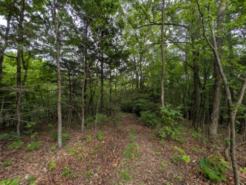 You can have end of the road privacy on this 10.79 acres, m/l, with several good building sights & large trees located in Bergman School District with a ton of wildlife. Rural water and electric are available. Buyer to verify utilities.