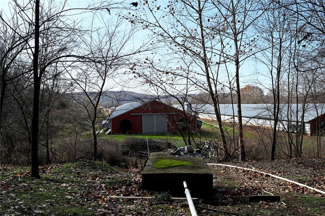 winner winner chicken dinner - Farm