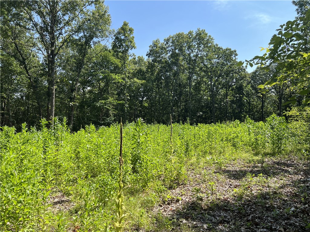 Possible Owner Financing!! 4.71 Acres with large trees and nice cleared building sight. No Restrictions. This is a must see for a private home place.