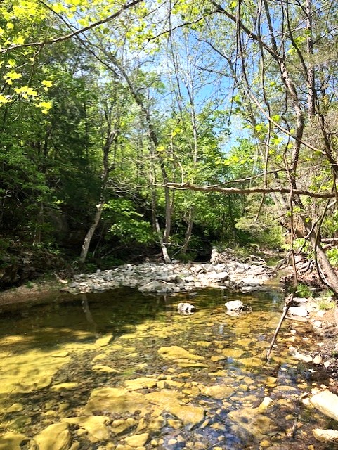 Wilderness Spring Trail.