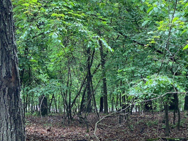 Woodstone Sub - Land