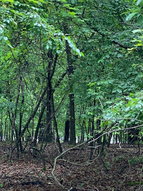 Woodstone Sub - Land