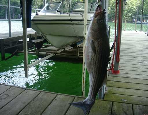 Lake Forest #2 - Residential