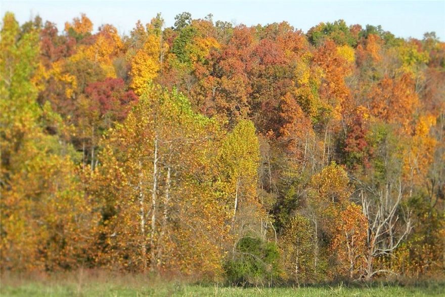 Located just north of Hindsville, this 310 acre cattle farm consists of approximately 275 acres of improved pasture with 40 acres being in Bermuda grass. Once a dairy farm, this property offers 5 springs, 2 ponds, maintained fence, plenty of pasture, and 2 dwellings. The main dwelling gives the owner a nice retreat with views from the deck that overlook the meadows, large dining room, and a recreational room downstairs. The second dwelling is 1127 sq. ft. great for a hired hand or extended family.