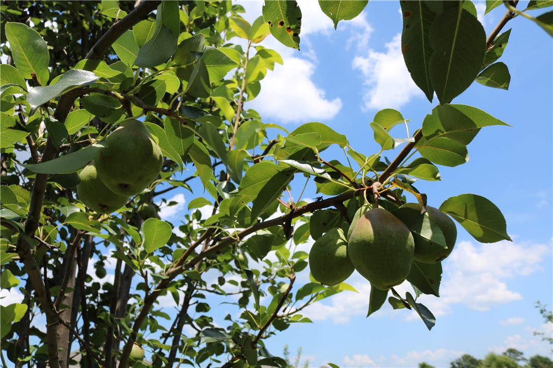 Briar Rose Sub Centerton - Residential