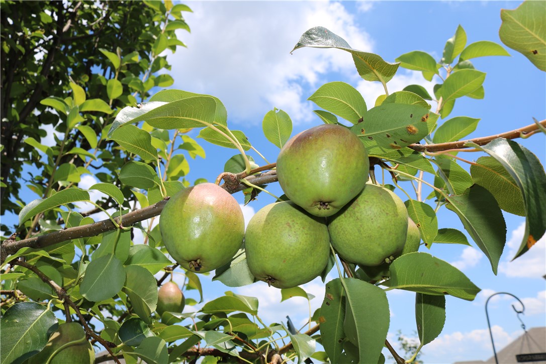 Briar Rose Sub Centerton - Residential