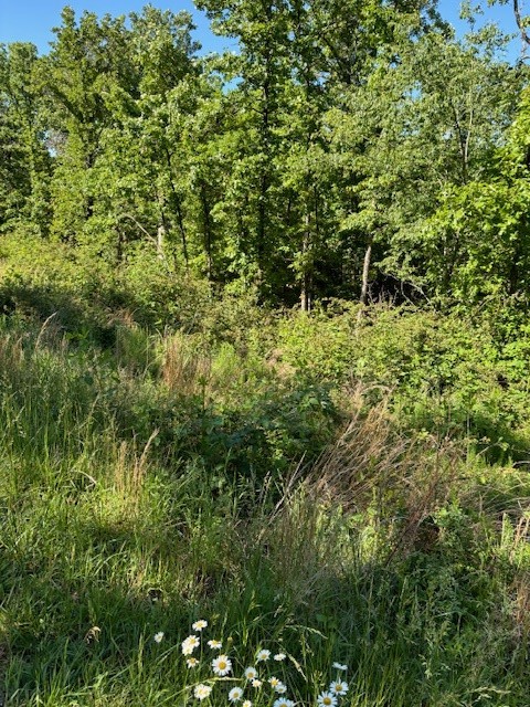 Looking for a great lot to build your dream home? Look no further. This .38 acre lot faces the east to see the sunrise while enjoying your coffee on the front porch. In the evening you can catch the sunset on lthe back patio while having a cookout with friends. The sloping lot backs up to a holler so it is very private. Mature trees and plenty of wild life, and your own blackberry bushes. The Street is nice and level for an evening stroll. You can even walk to the end and see Loch Lomand, the perks of lake living without a boat.
Go see it today.