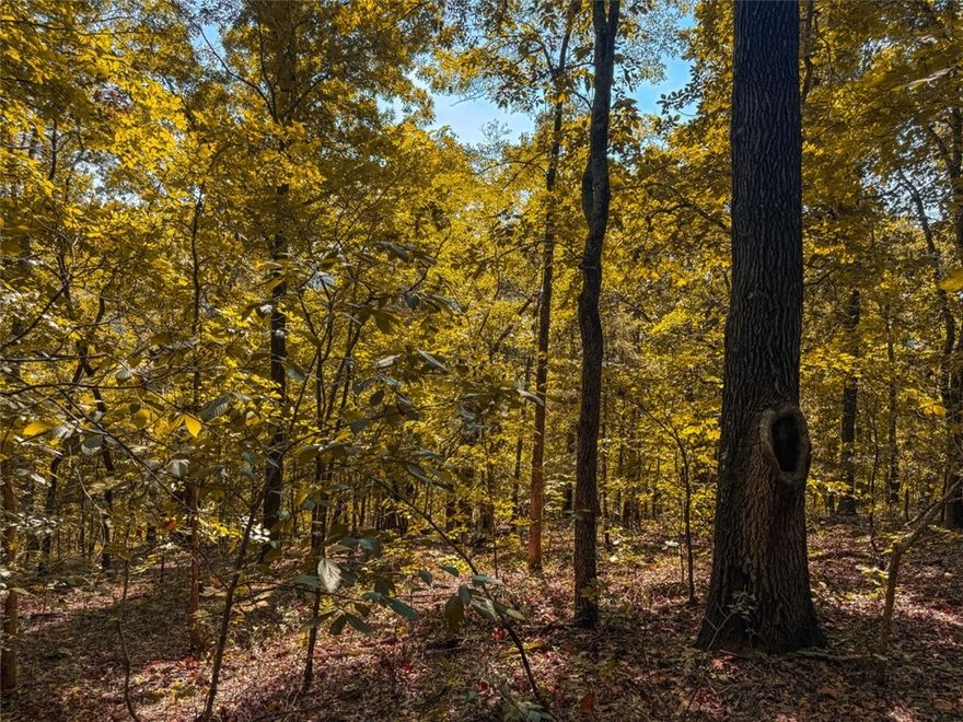 Nestled in North Bentonville on a tranquil dead-end street, this 1.76-acre partially wooded lot offers privacy, breathtaking views, and boundless potential. Overlooking the picturesque Spanker Creek Valley, this property features mature hardwoods and has been intentionally left mostly uncleared. This thoughtful approach allows future homeowners to choose the ideal homesite for wooded privacy, while also giving them the chance to curate the view by selectively opening the wooded canopy. Enjoy the freedom to design and build your dream home with no HOA restrictions in a highly sought-after area. Conveniently positioned just 5 minutes to Lake Bella Vista Starbucks & Lowe’s, less than 10 minutes to I-49 & downtown Bentonville , and 15 minutes Walmart’s new corporate campus, this property perfectly balances natural beauty with accessibility—offering the best of Northwest Arkansas living.