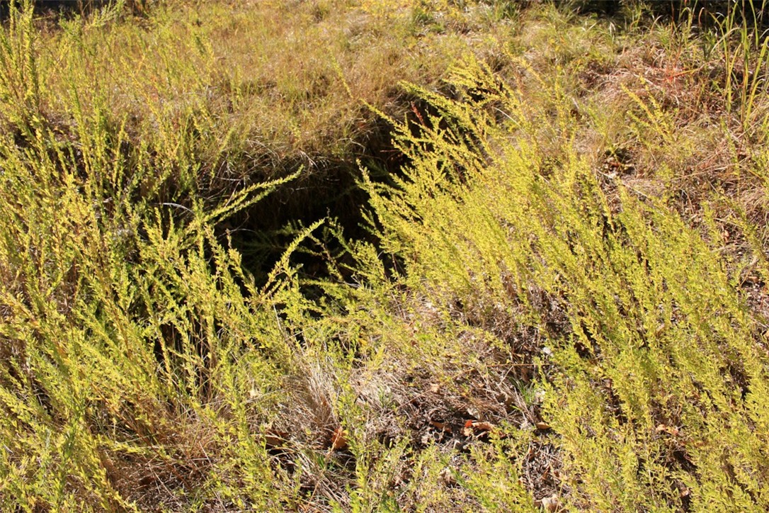 Woodlake Estates - Land