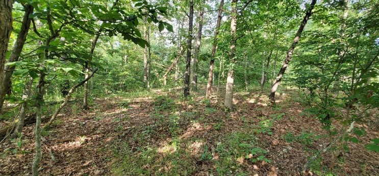 Mostly level lot next to Branchwood Center, next to Branchwood Trail, not too far from Highlands Golf Course and Clubhose.