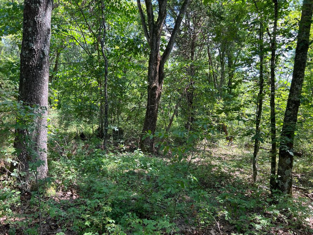 5.49 Acres with large trees and nice level building sight. No Restrictions. Come check it out today.
