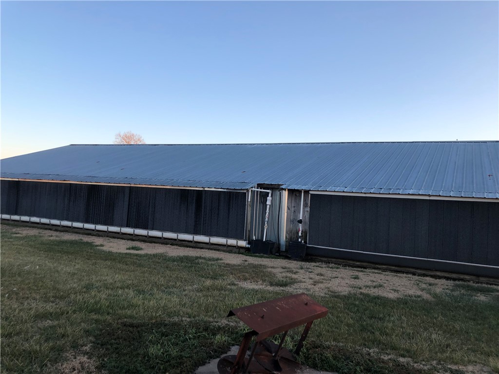 CHICKEN DREAMS - Farm