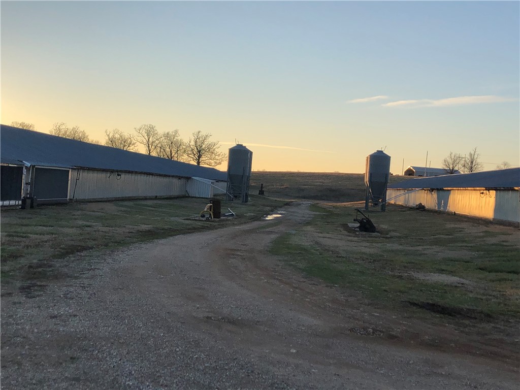 CHICKEN DREAMS - Farm