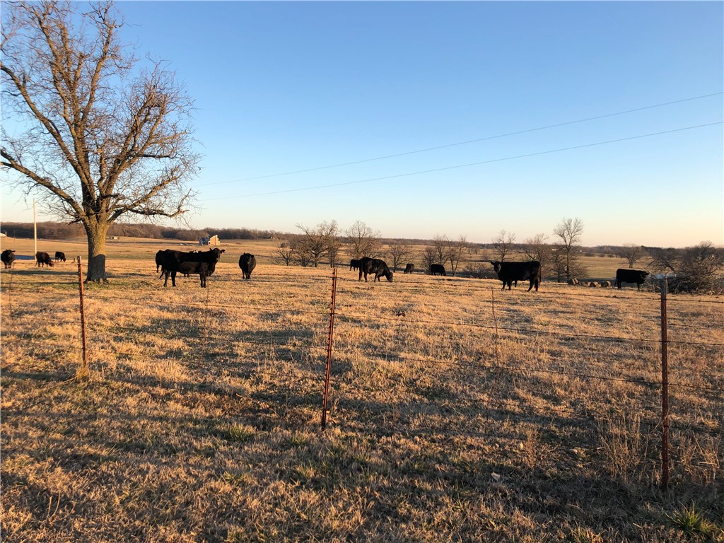 CHICKEN DREAMS - Farm