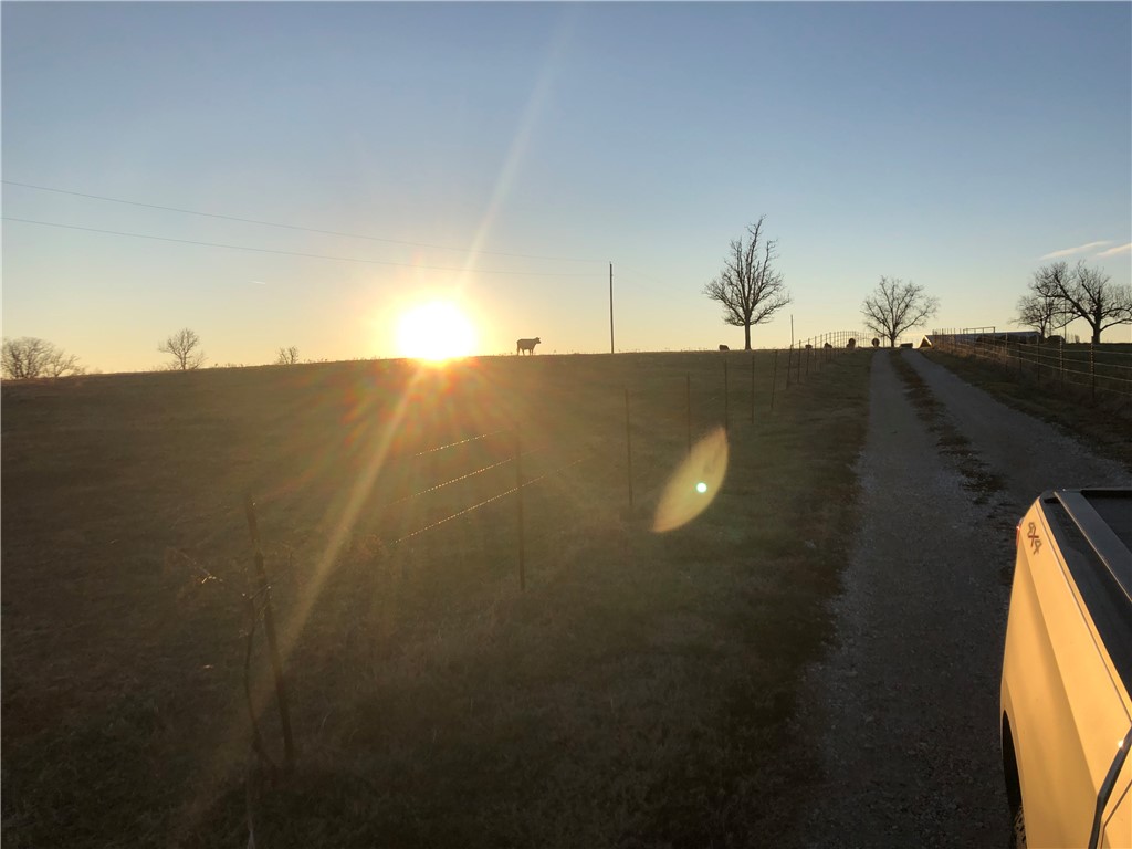 CHICKEN DREAMS - Farm