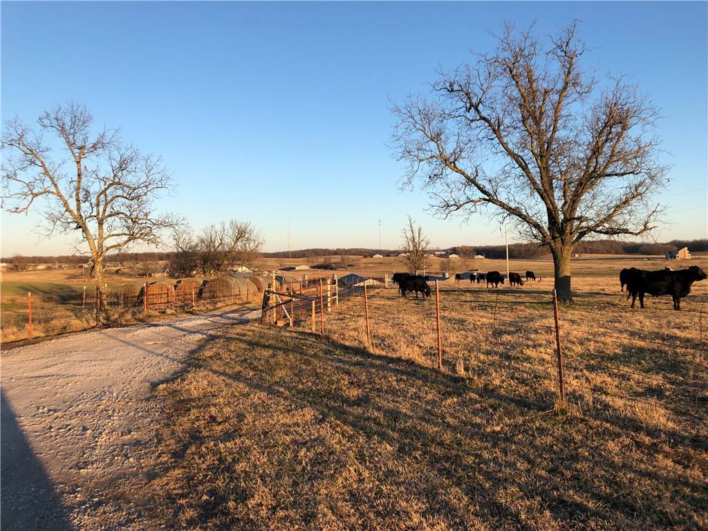 CHICKEN DREAMS - Farm