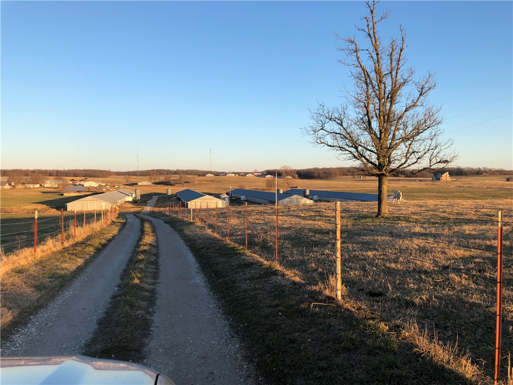 CHICKEN DREAMS - Farm