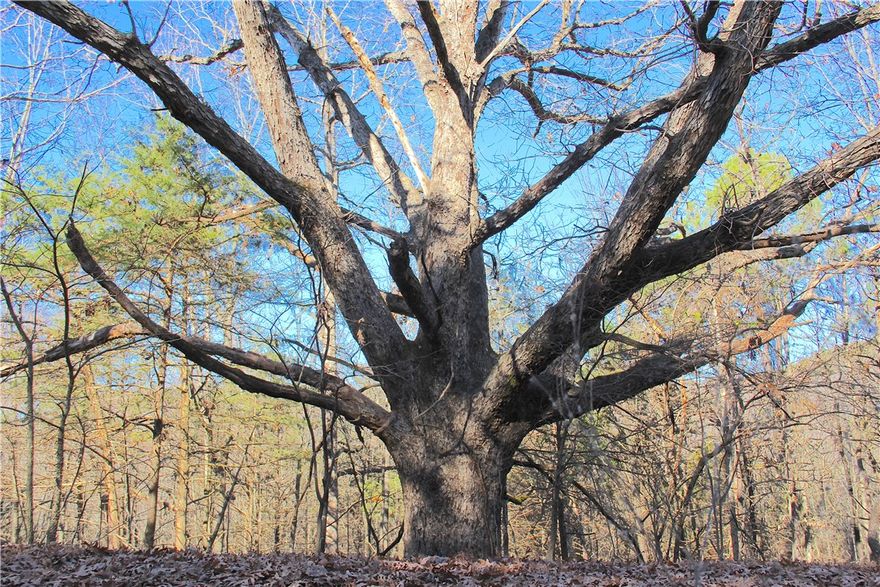 This 45 acre property offers endless possibilities for recreation, development, or your dream family compound. The property boasts a mix of mature timber and dense cover, making ideal for privacy and habitat. A wet weather stream also winds through the lower portion, adding to its beauty and charm.  With electricity and fiber optic on site, modern conveniences are already in place, making the property ready for your vision. You’ll find multiple build sites, many with amazing views, perfect for creating a private retreat, family estate, or future development. Gorgeous rock formations scattered throughout add unique character and potential landscaping features. Plus, the prime location puts you under five minutes from Berryville city limits, and 20 minutes from Eureka Springs.  Whether you are looking to build, hunt, invest, or simply enjoy the peace and tranquility of the Ozarks, this versatile property offers the perfect balance of natural beauty, convenience, and future potential.